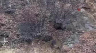 Sivas'ta yola inen anne ayı ve 2 yavrusu böyle görüntülendi