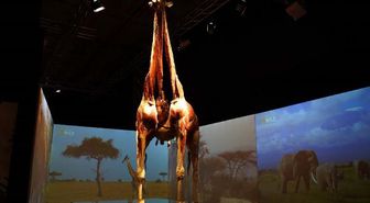 'Body Worlds: Animal Inside Out-Gerçek Hayvanların Anatomi Sergisi' Uzatıldı