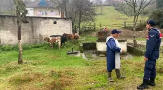 Gökçebey İlçe Jandarma Komutanlığı Kayıp Hayvanları Buldu