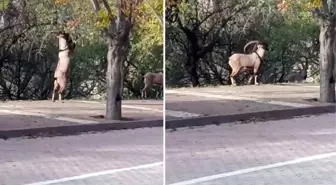 Görüntü Tunceli'den! Nesli tükenmekte olan hayvan şehre kadar indi