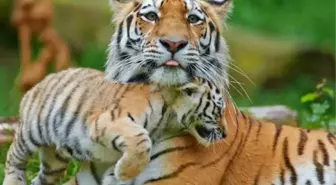 WWF-Türkiye: Yeni yıl hediyesi olarak nesli tehlikedeki türleri evlat edinin