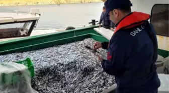 Kurucaşile'de Yasak Boyutunda İstavritlere El Konuldu