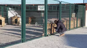 Niğde'de Pet-i Bor Hayvan Rehabilitasyon Merkezi faaliyete geçti