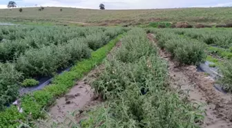 Uysal İsmiyle Tescillenen Ada Çayı Üretimine Başlandı