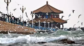 Qingdao'da Martı Sürüleri Eşsiz Görüntüler Oluşturuyor