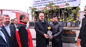 TAKEP kapsamında 10 bin sarı lop incir fidanı dağıtıldı