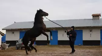 Gazi Koşusu Şampiyonu Divine Heart, Harada Damızlık Aygır Olarak Kullanılıyor