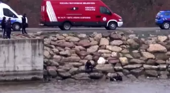 Gebze'de Mantar Toplamak İçin Giden Vatandaş, Cinayet Kurbanının Cesedini Buldu