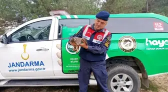 Bilecik'te Yaralı Baykuş ve Çakır Kuşları Tedavi Edildi