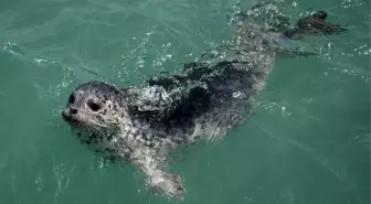Çin, kaçak avlanan benekli fokları kurtardı