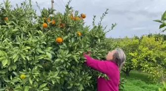 Karaburun'da İmece Yöntemiyle Mandalina Toplama Kampanyası