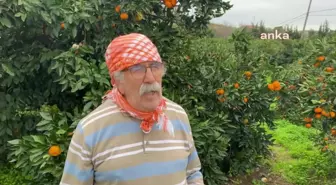 Karaburun'da mandalina imecesi