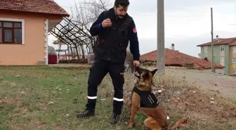 Kırıkkale Belediyesi İtfaiye Müdürlüğü'ne arama kurtarma köpeği dahil edildi