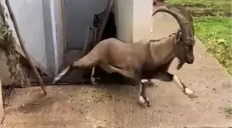 Sivas'ta mahsur kalan dağ keçisi kurtarıldı