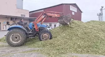 Samsun Bafra Ovası'nda Silajlık Mısır Hasadı Tamamlandı