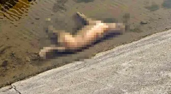 Aydın'da Sokak Köpekleri Zehirlendi