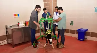 MAKÜ Hayvan Hastanesi'nde sakat doğan buzağılar için yürüme aracı geliştirildi