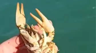 Isparta'da Kaçak Avcılıkla Mücadelede 200 Adet Kerevit Pinteri Ele Geçirildi