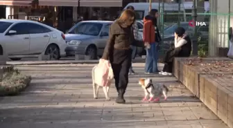 Köpeğine yapılan doğum günü partisinde hediye mamalar sokak hayvanlarına dağıtıldı