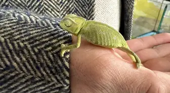Tokat'ta manavdan çıkan bukalemun