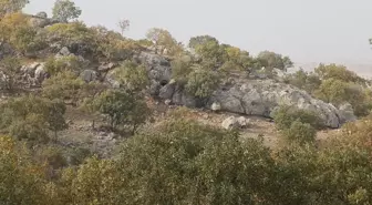 Mardin'de Roma dönemine ait villa kalıntısında Anadolu leoparının çene kemikleri bulundu