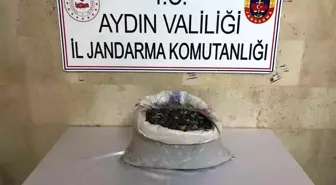 Aydın'da Zeytin Hırsızlığı Yapan 2 Şüpheli Yakalandı