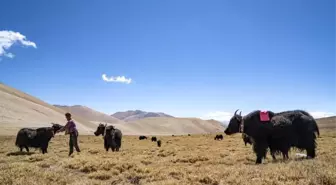 Qinghai-Tibet Platosu'nda Yak ve Sığır Melezleri Bulundu