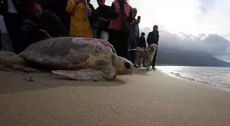 Kuşadası'nda Tedavi Gören 3 Caretta Caretta Denize Bırakıldı