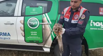 Adıyaman'da yaralı şahin koruma altına alındı