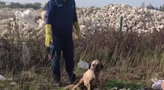 Antakya'da kuyuya düşen köpek itfaiye ekiplerince kurtarıldı