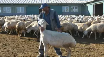 TİGEM, yerli koyunları birçok şehre gönderiyor