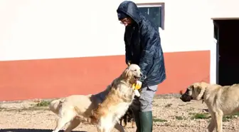 Elazığ Belediyesi Hayvan Sahiplenme Hizmeti Başlattı