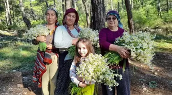 Antalya'nın Kumluca ilçesinde Gelidonya bölgesi nergis çiçekleriyle sarı beyaz renklere büründü