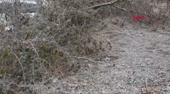 Bolu'da Soğuk Hava Etkili Oldu: Araçlar ve Ağaçlar Dondu