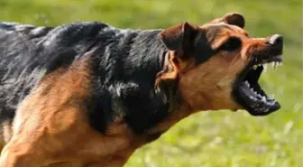 Burdur'da sokak köpeklerinin saldırısına uğrayan üniversiteli kız öğrenci yaralandı