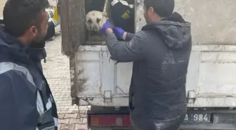 Çekerek'te 15 sahipsiz köpeğe kuduz aşısı yapıldı