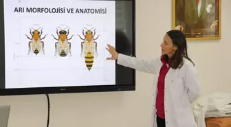 Eflani'de arıcılık eğitimi verilenlere yeni gelir kapısı