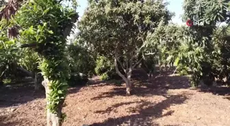 Kış mevsiminde çiçek açan yenidünya ağaçları Mersin'de görsel şölen sunuyor