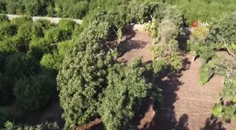 Kış gelini yenidünya ağaçları çiçek açtı