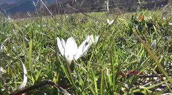 Yüksek kesimlerde kar yağarken, alçak bölgelerde ise çiçek açtı