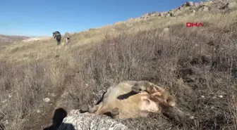 Kangal'da kurt saldırısı: 37 koyun öldü, 18'i kayboldu