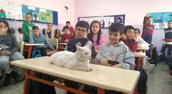 ESKİŞEHİR'deki İlkokulda Kedi Ders Dinliyor