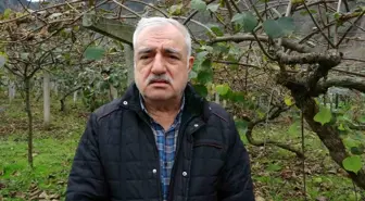 Ordu'da kivi üretimine budama eğitimi