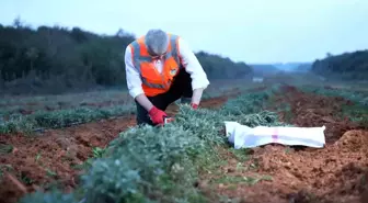 Sakarya'da tarımsal kalkınma hamlesi emekçiye nefes aldırdı