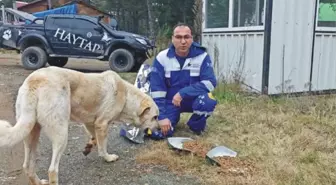 Amanos Dağları'ndaki Hayvanlar İçin Yem Bırakıldı