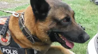 Osmaniye'de 'Poyraz' adlı köpek ayın narkotik arama köpeği seçildi