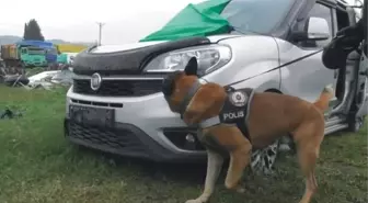 Osmaniye'de 'Poyraz' adlı köpek ayın narkotik arama köpeği seçildi