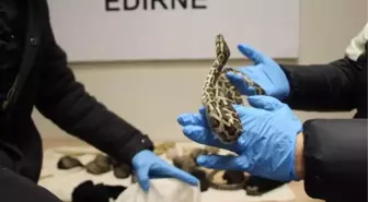Kapıkule Gümrük Kapısı'nda 33 piton ele geçirildi