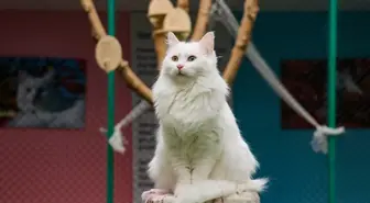 Van Kedisi Araştırma ve Uygulama Merkezi'nde 80 yavru sahiplendirildi