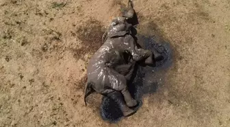 Zimbabve'de İklim Değişikliği Nedeniyle 100 Filin Hayatını Kaybettiği Bildirildi